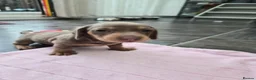 Dachshund dogs for sale: Miniature dachshund puppies in Bridlington - Advert 2