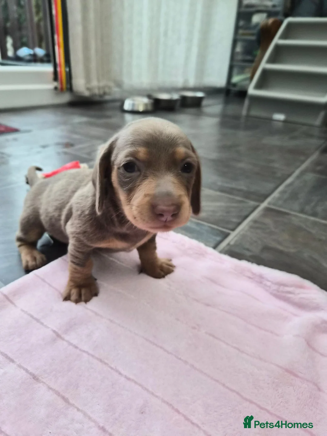 Dachshund dogs for sale: Miniature dachshund puppies in Bridlington - Advert 2