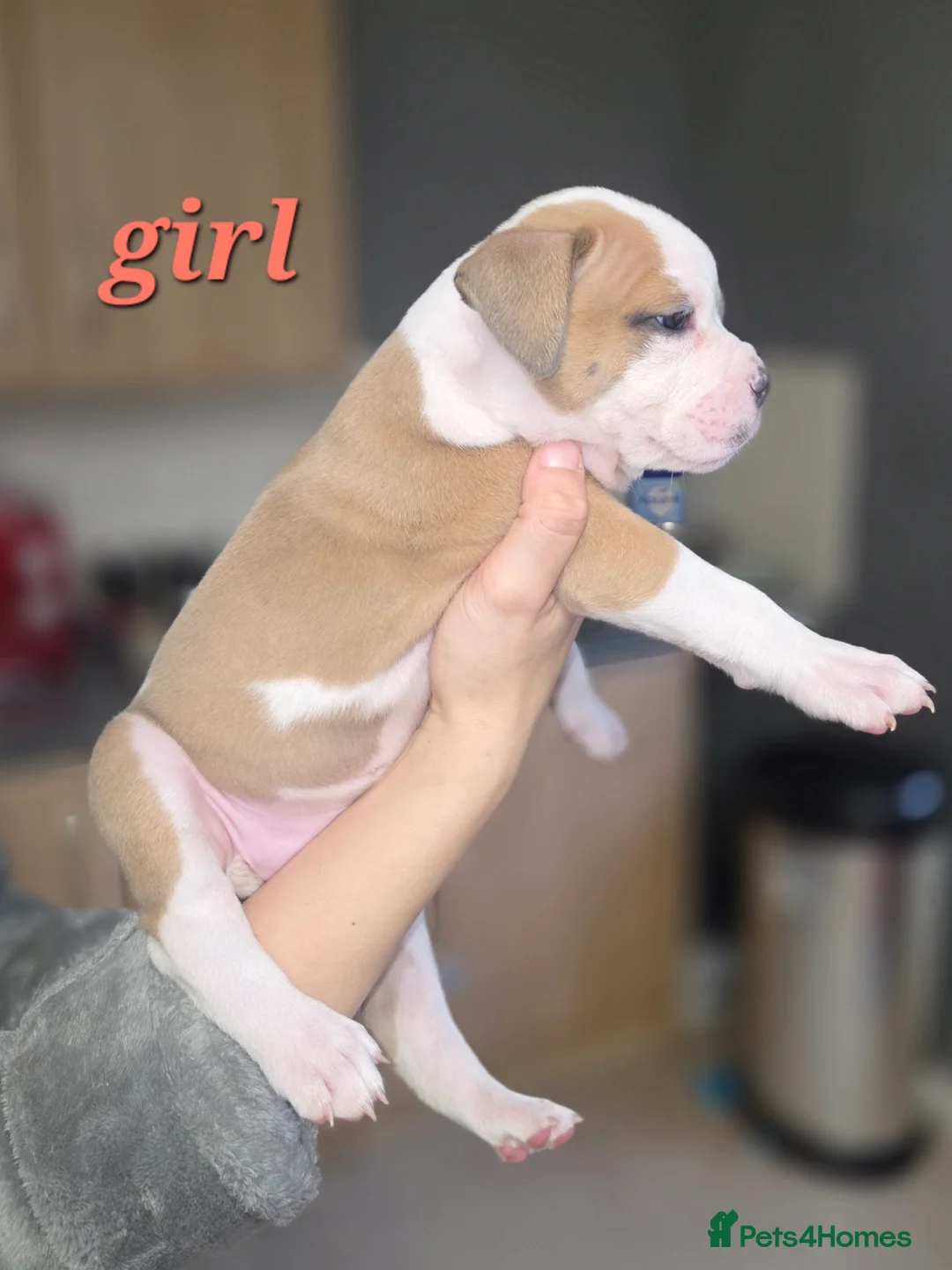 Dorset Olde Tyme Bulldogge dogs for sale: Olde English bulldog puppies  - Advert 4