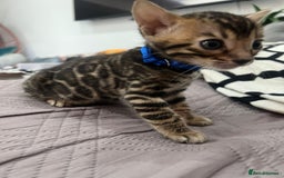 Bengal cats for sale: 💕 Adorable Rosetted bengal Kittens 💕 - Image 13