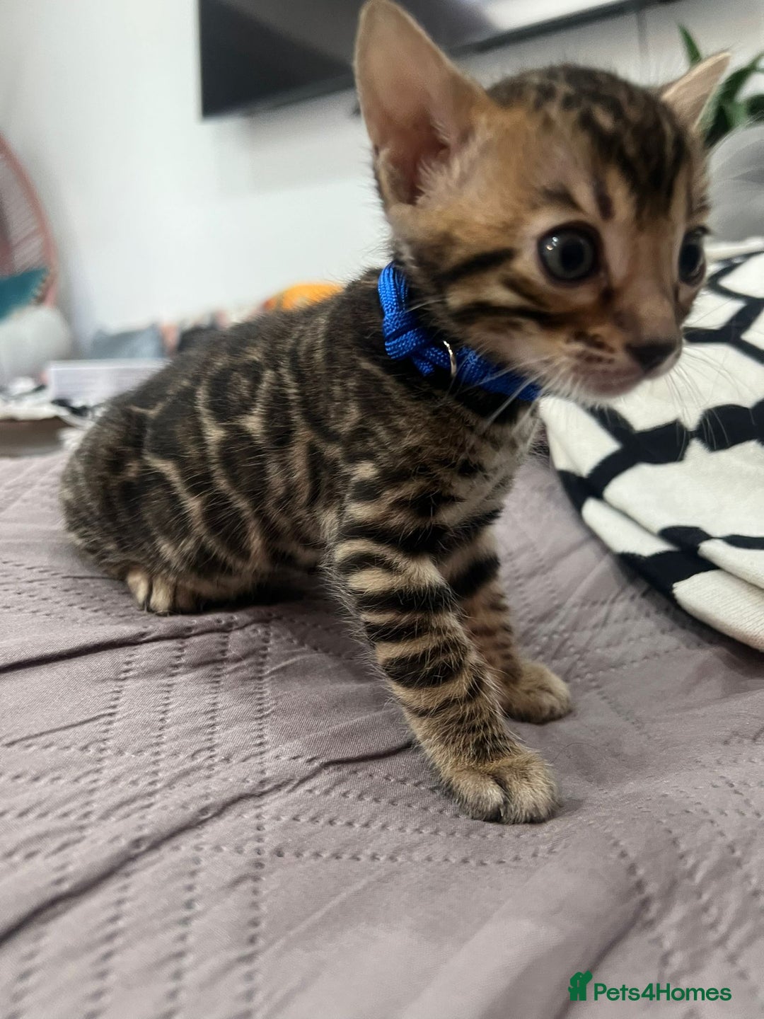 Bengal cats for sale: 💕 Adorable Rosetted bengal Kittens 💕 - Image 13