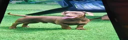 Dachshund dogs for sale: Pups for sale - Advert 5