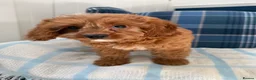 Cavapoo dogs for sale: 🩷💙Outstanding Red Cavapoo Puppies💙🩷 - Advert 2