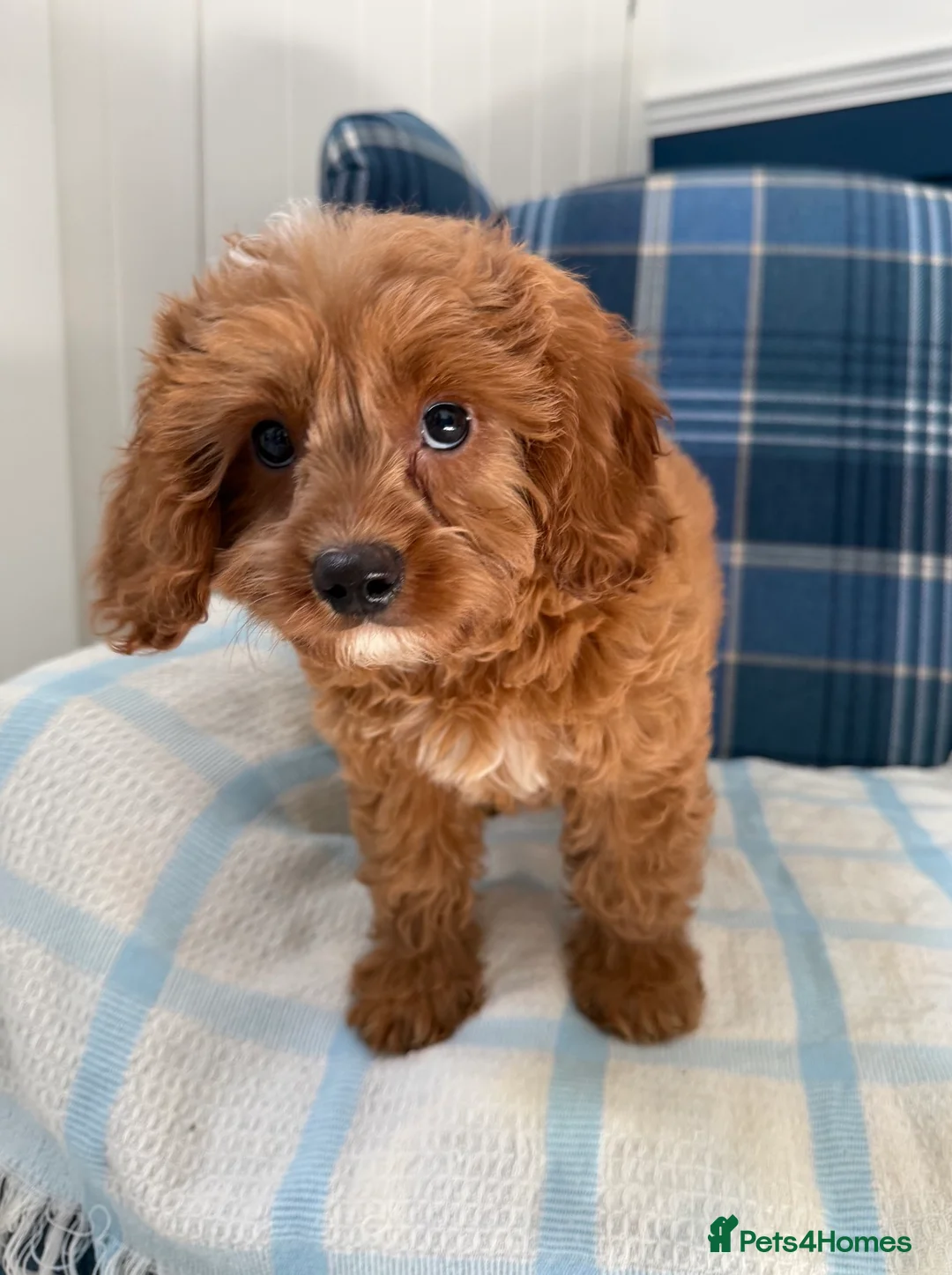 Cavapoo dogs for sale: 🩷💙Outstanding Red Cavapoo Puppies💙🩷 - Advert 2