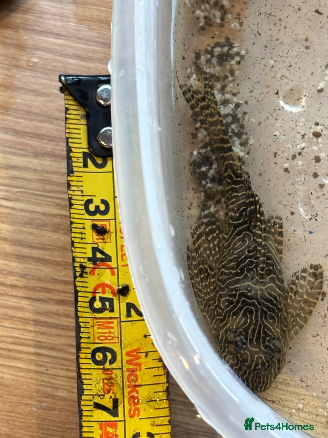 Plecos fish for sale: Queen Arabesque Plecos.  - Advert 2