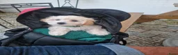 Mixed Breed dogs for sale: Maltipoo puppy in Yarm - Advert 5