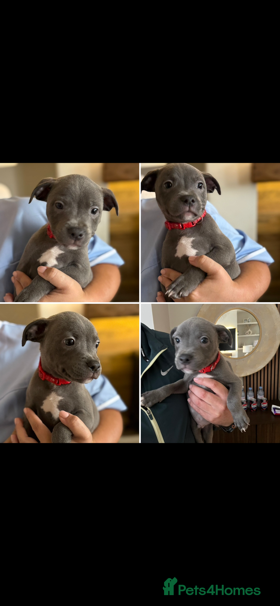 Staffordshire Bull Terrier dogs for sale: KC Registered Staffordshire Bull Terriers - Image 5