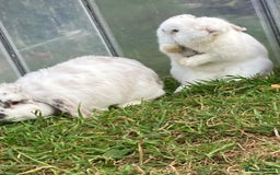 Mini Lop rabbits for sale: Mini Lop 9 months  - Image 4