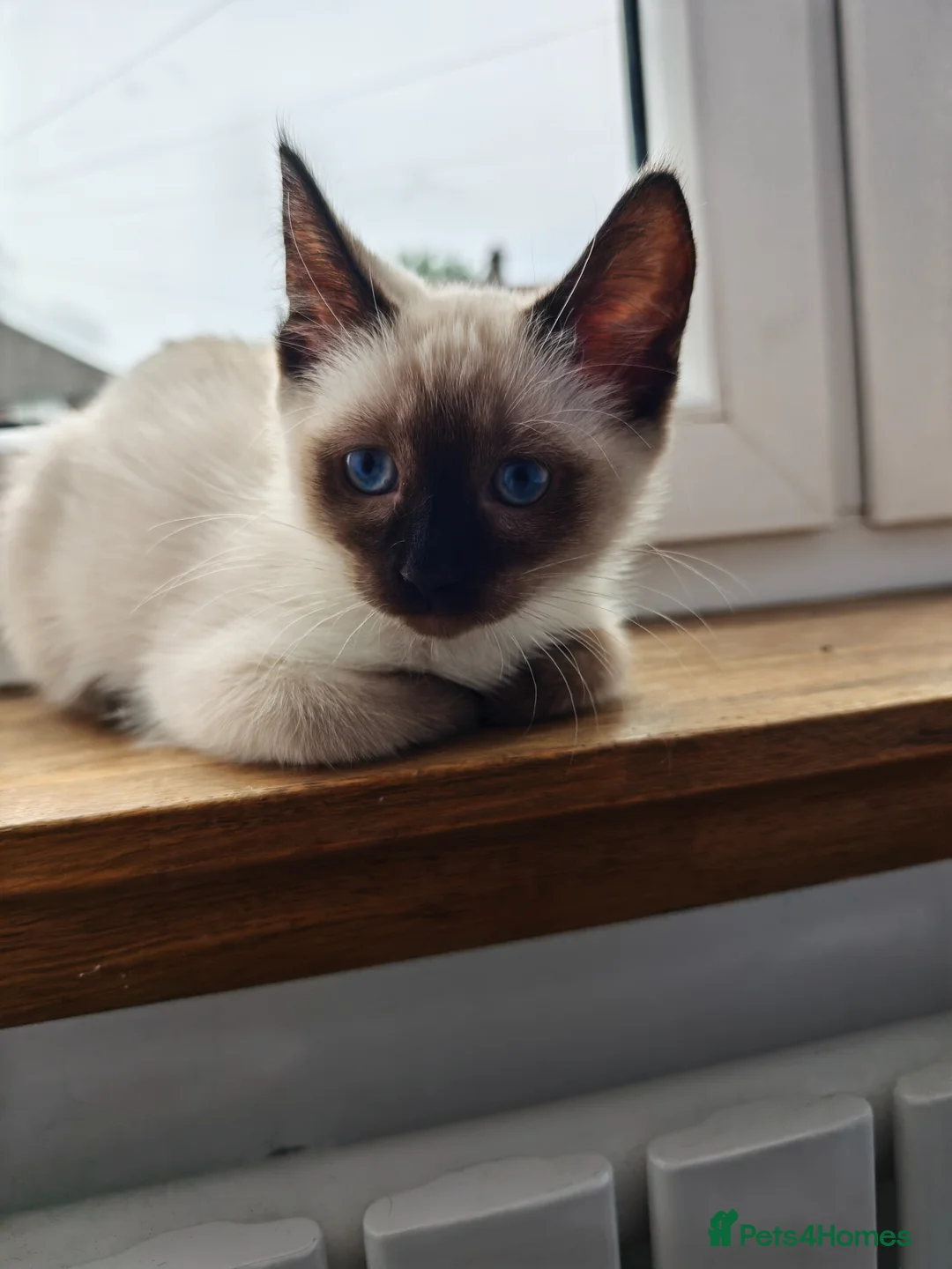 Siamese cats for sale: 🩷 REDUCED TO £450 last GIRL AVAILABLE 🌸🌸🌸 - Advert 1