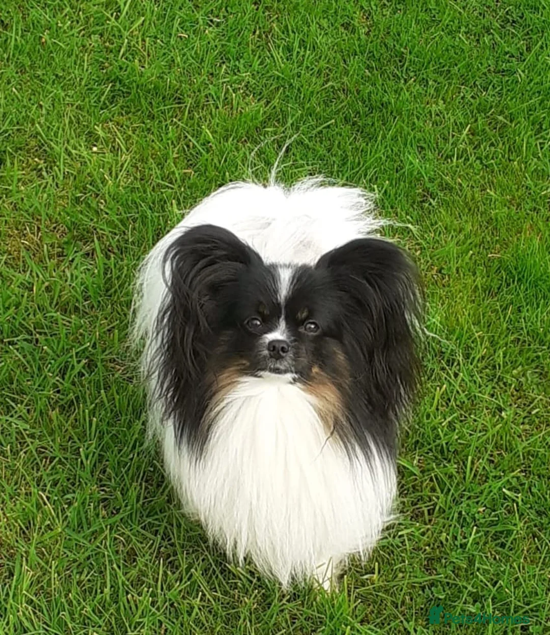 Papillon dogs for sale: Papillon puppy girls - Advert 17