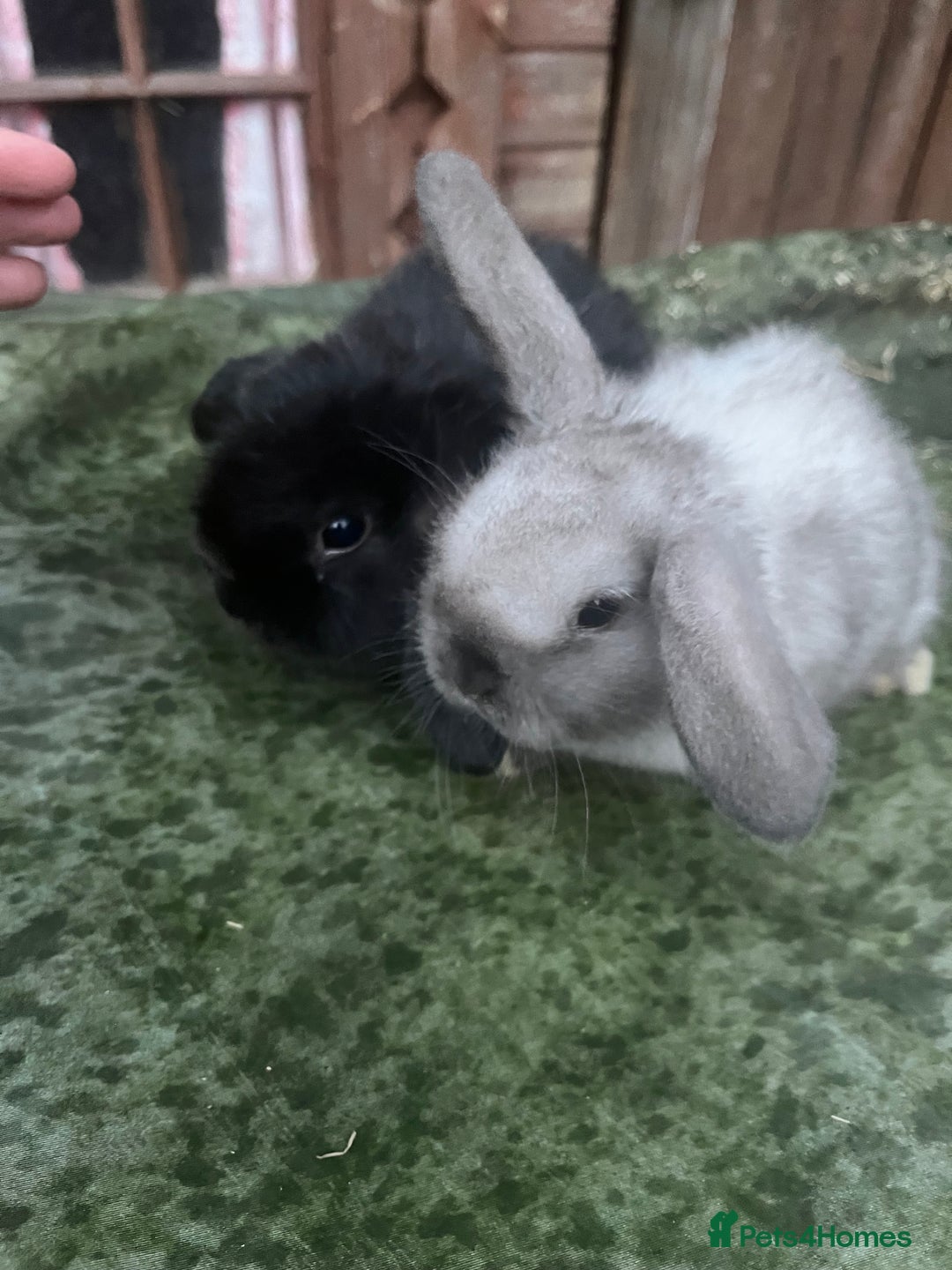 Mini Lop rabbits for sale:  Beautiful mini lop babies - Advert 1