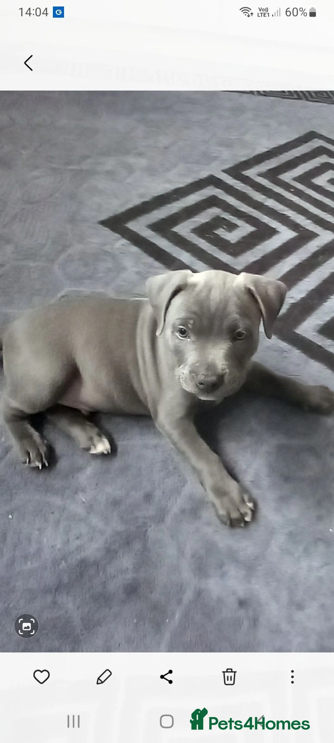 Staffordshire Bull Terrier dogs for sale: One boy one girl blue staffy pups - Advert 2