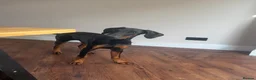 Dobermann dogs for sale: Doberman puppy for homing - Advert 5