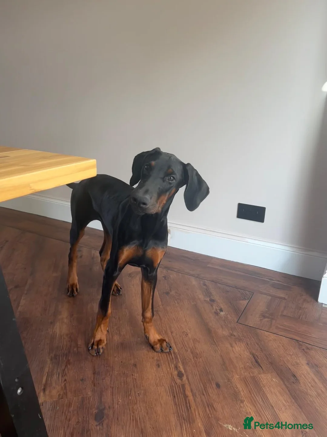 Dobermann dogs for sale: Doberman puppy for homing - Advert 5