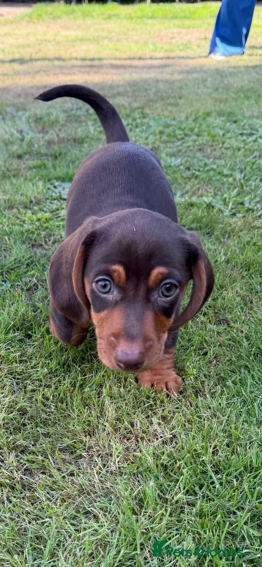 Miniature Dachshund dogs Stunning Mini Dachshund puppies for sale - Advert 17