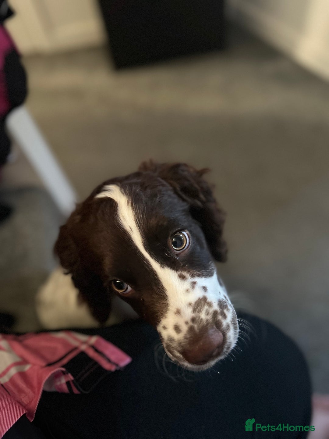 English Springer Spaniel dogs for sale: Adorable male Springer Spaniel - Image 3