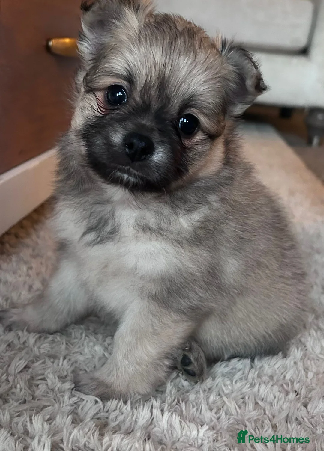 Pomeranian dogs for sale: Pomeranian Puppies Looking for Their Forever Homes - Advert 16