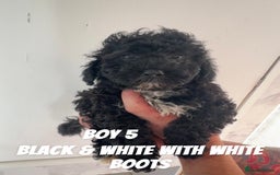 Toy Poodle dogs for sale: 5 True Traditional Toy Poodle Boys 💙 READY TODAY! - Image 6