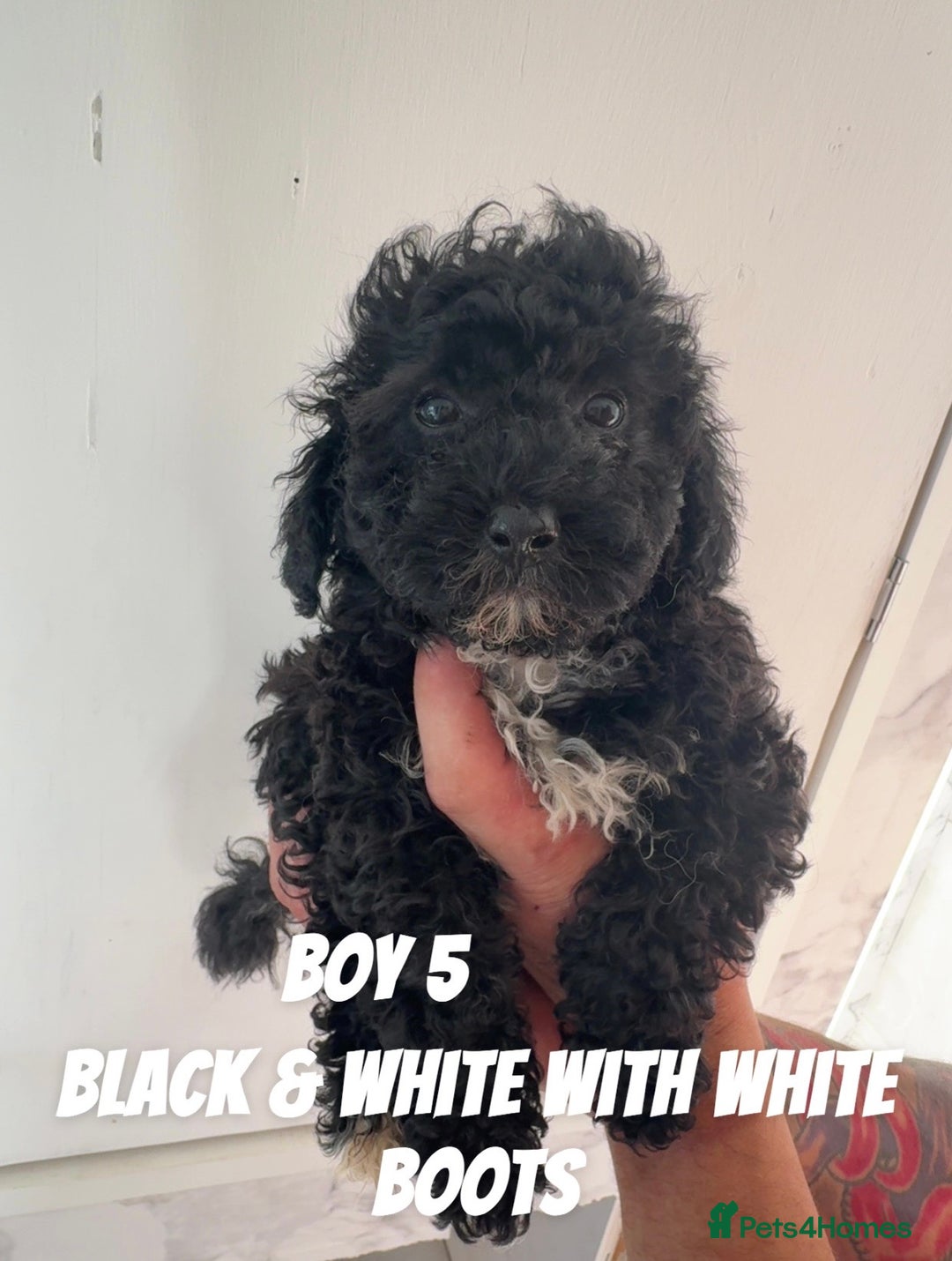 Toy Poodle dogs for sale: 5 True Traditional Toy Poodle Boys 💙 READY TODAY! - Image 6