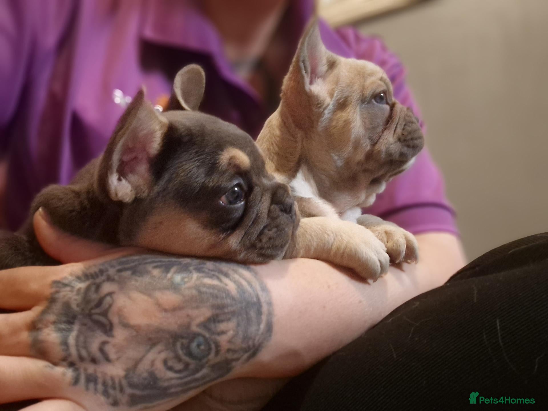 French Bulldog dogs 2 stunning fluffy carrier frenchbulldog puppys - Advert 11