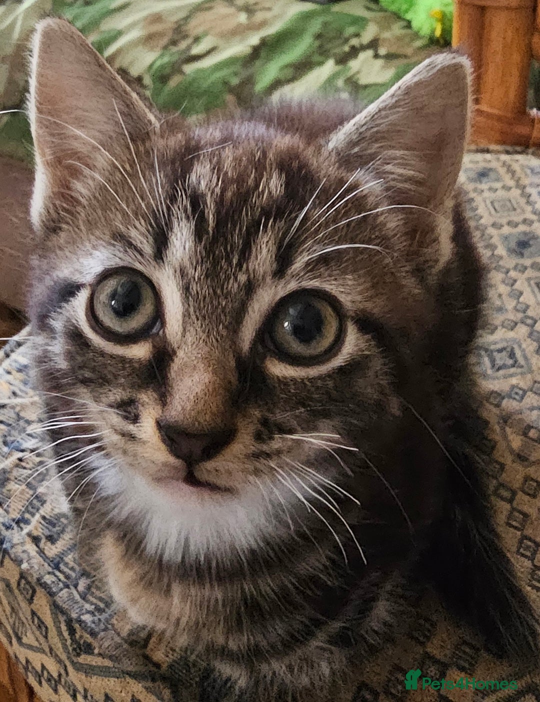 Mixed Breed cats for sale: Cute male kitten looking for a loving home - Image 11
