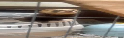 Ferret rodents for sale: Pet ferret in Bury - Advert 7