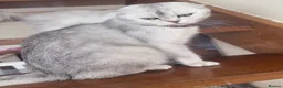 Scottish Fold cats for sale: Adorable Scottish fold kittens  - Advert 8