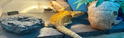 Bearded Dragon reptiles for sale: Beautiful Female bearded dragon with full set up  - Advert 16