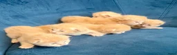 Ragcoon cats for sale: Rare Ragacoon Ragdoll x Maine Coon  - Advert 21