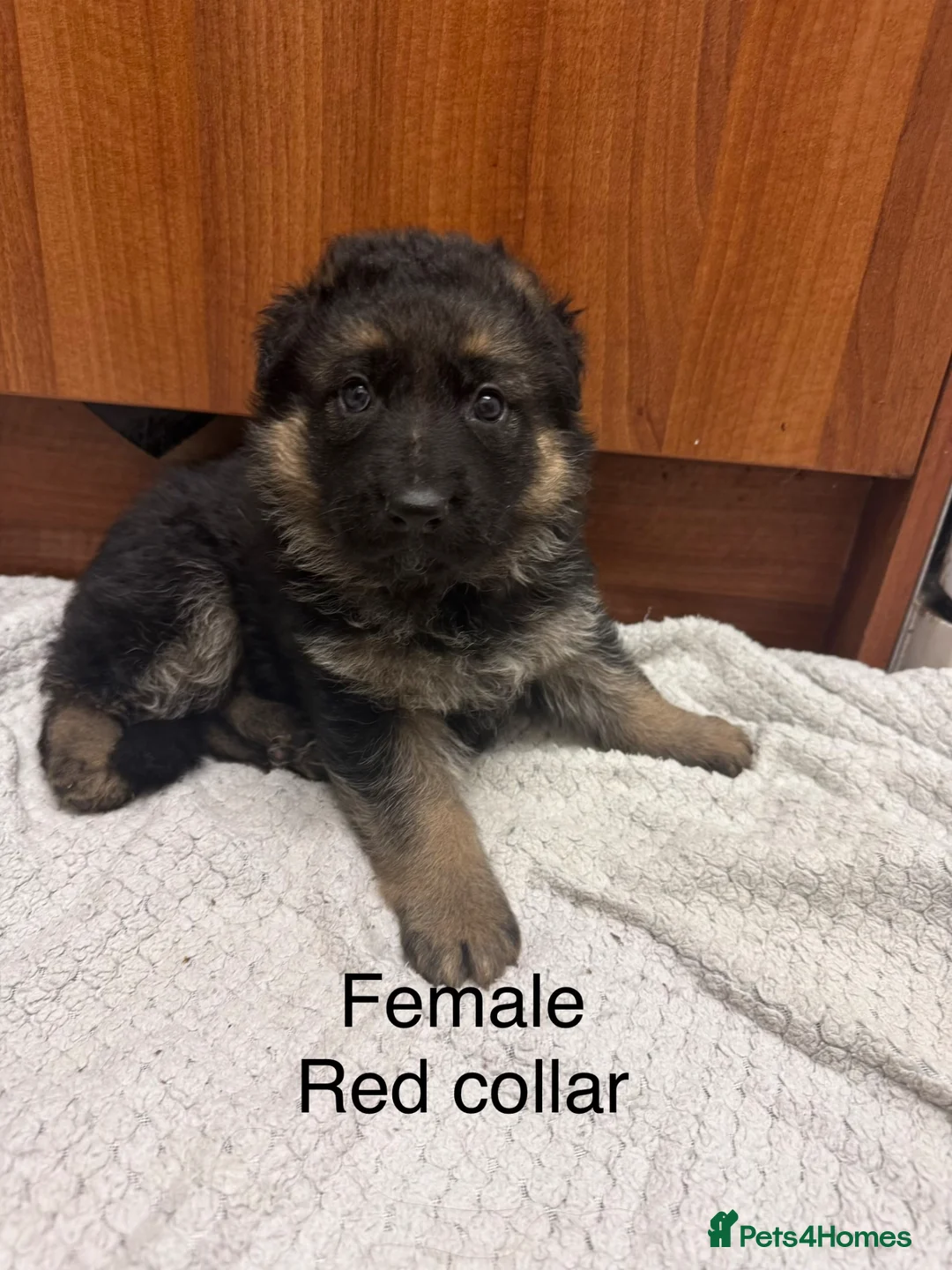 German Shepherd dogs for sale: Beautiful German Shepherd Puppies in King's Lynn - Advert 13