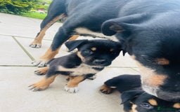 Rottweiler dogs for sale: 5 beautiful Rottweiler X puppies  - Image 4
