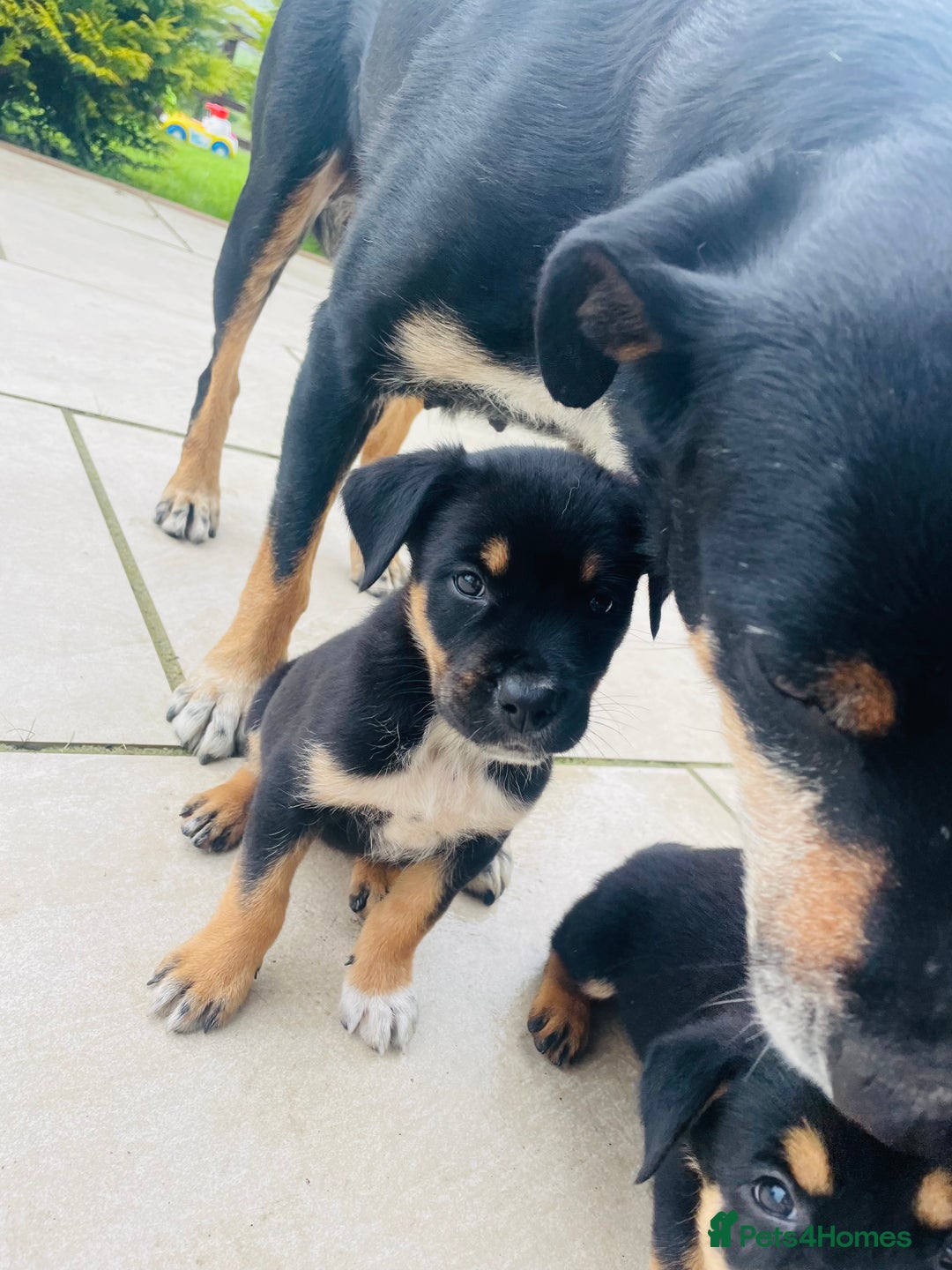 Rottweiler dogs for sale: 5 beautiful Rottweiler X puppies  - Image 4