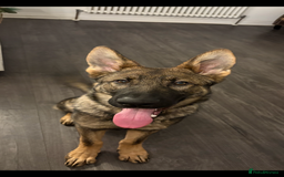 German Shepherd dogs for sale: EQIDIUS IMPORT PUPPY (SLOVAKIA)  - Image 1