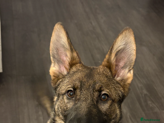 German Shepherd dogs - Advert 4