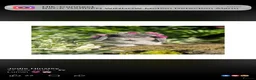 Mini Lop rabbits for sale: Hobby breeder of pure bred mini lops  - Advert 9