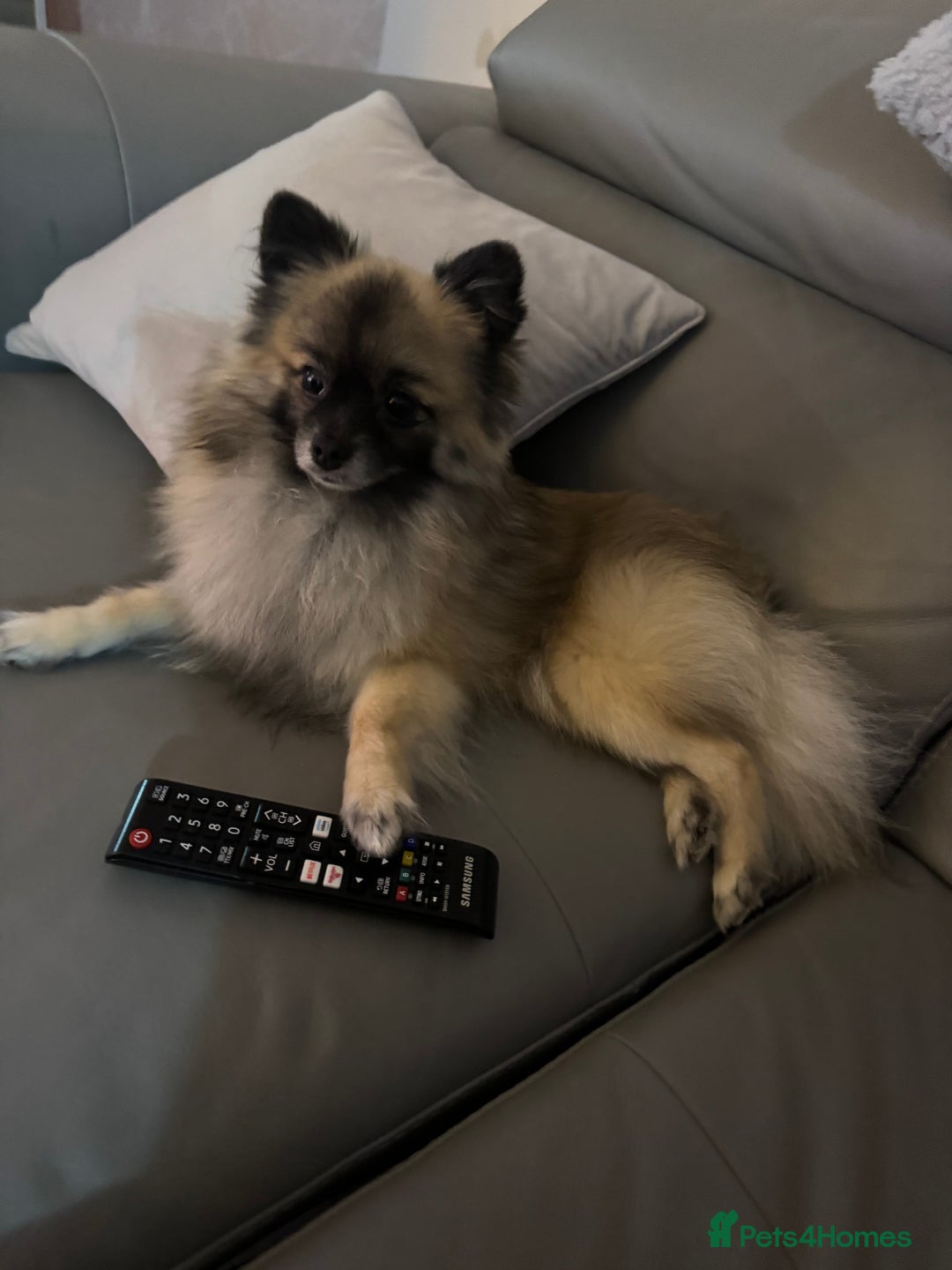 Pomeranian dogs for stud: 2kg, KC Registered, Proven, Pomeranian  in Cardiff - Advert 12