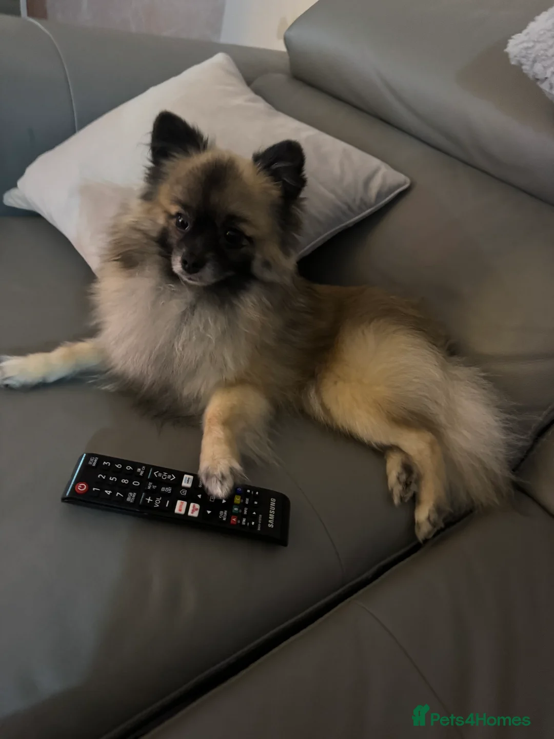 Pomeranian dogs for stud: 2kg, KC Registered, Proven, Pomeranian  in Cardiff - Advert 12