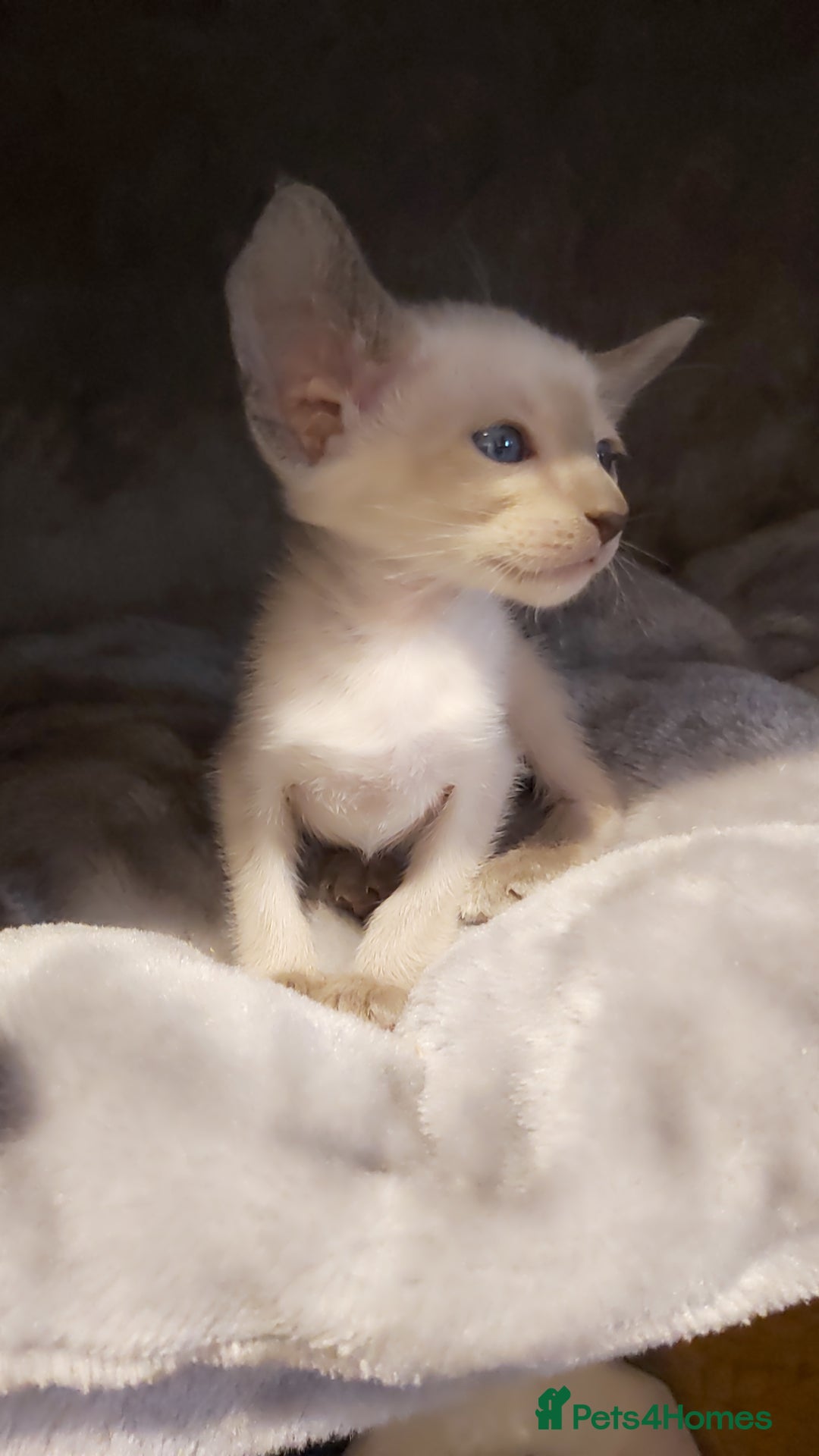 Oriental cats for sale: Full Pedigree Oriental 6 Kittens XL size ears GCCF - Image 18
