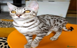 Bengal cats for sale: Exceptional Bengal kittens Available  - Image 6