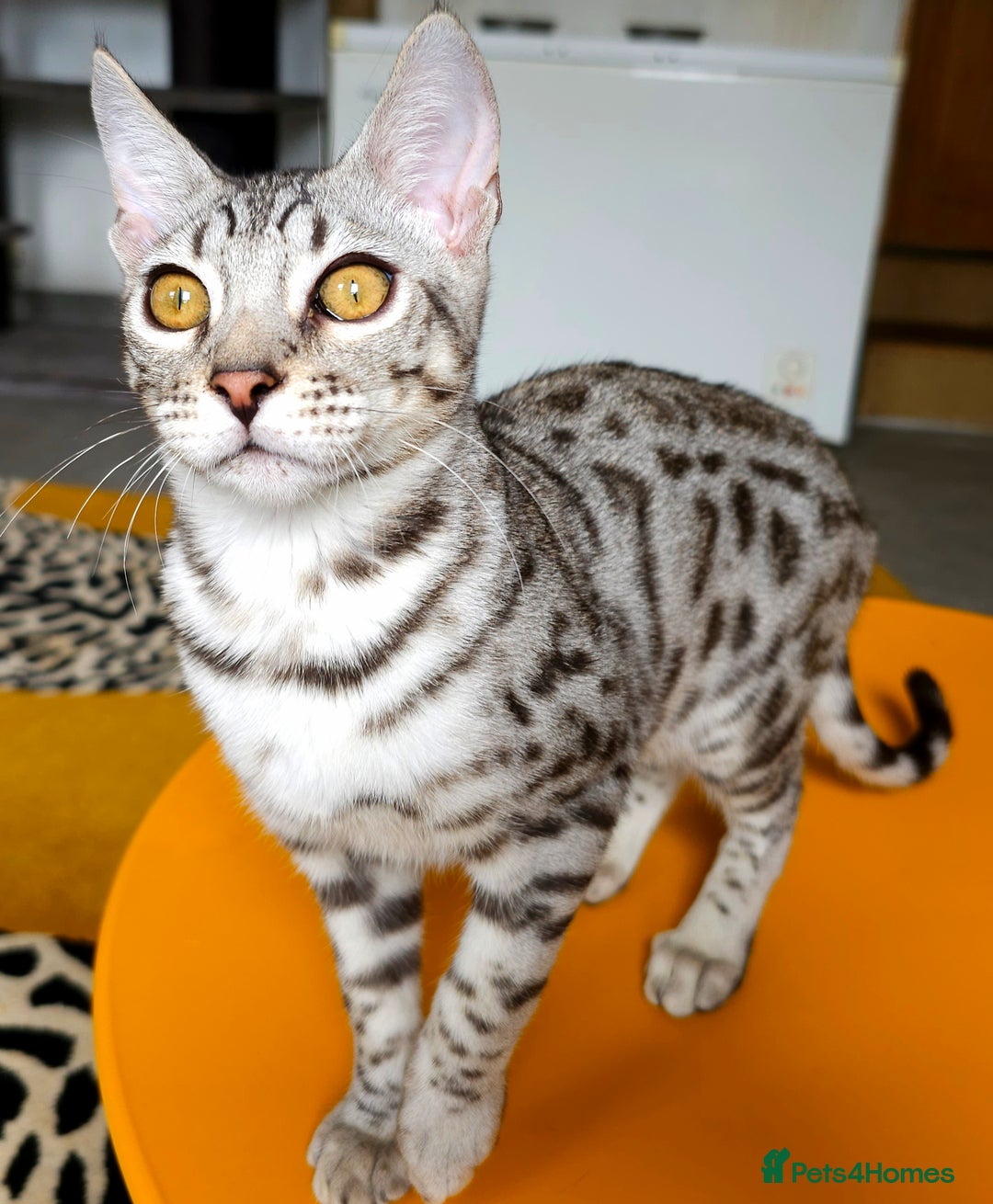 Bengal cats for sale: Exceptional Bengal kittens Available  - Image 6