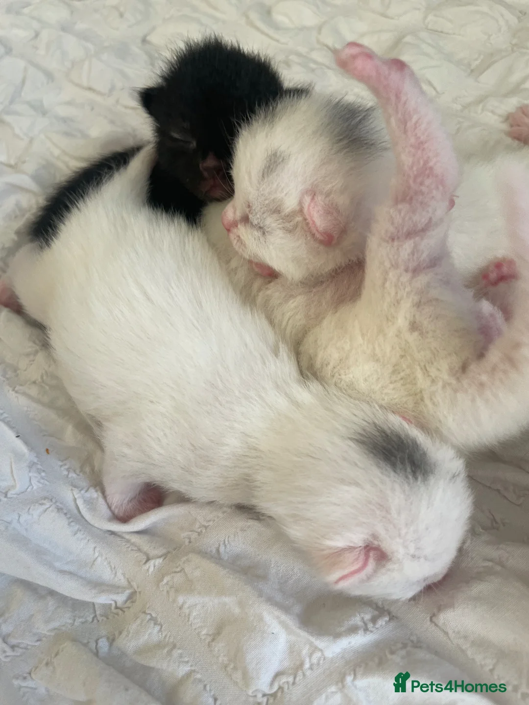 Mixed Breed cats for sale: Mixed breed domestic kittens - Advert 2