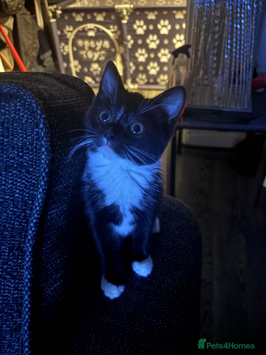 Mixed Breed cats for sale: READY NOW  - Advert 26