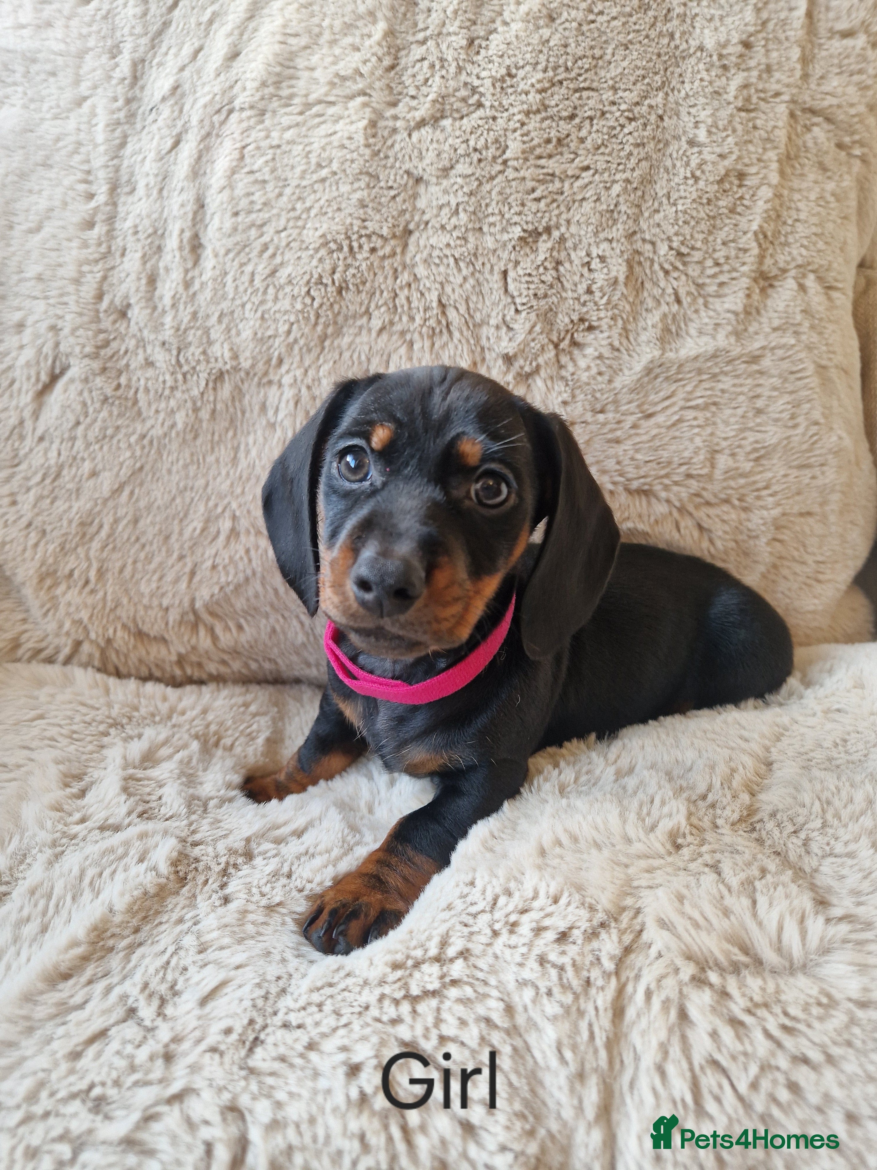 Miniature Dachshund dogs 🐾 Miniature dachshund🐾 1 GIRL LEFT 💖 - Advert 15
