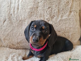 Miniature Dachshund dogs 💖 1 GIRL LEFT 💖 Miniature Dachshund - Advert 6