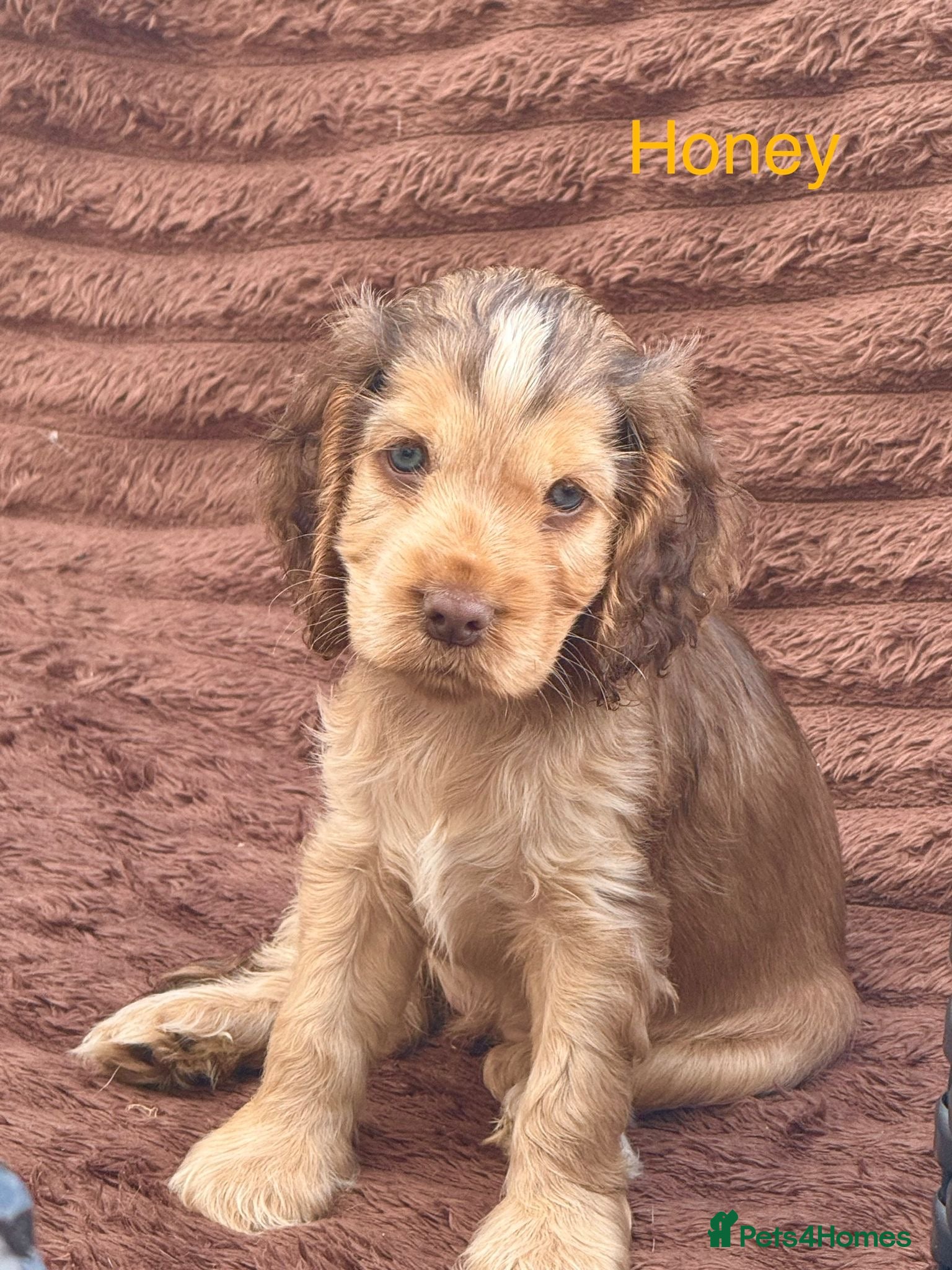 Cocker Spaniel dogs KC Registered Health Tested Show Cocker Pups🐾 - Advert 2