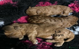 Cockapoo dogs for sale: f1b tiny cockapoo puppies - Image 9
