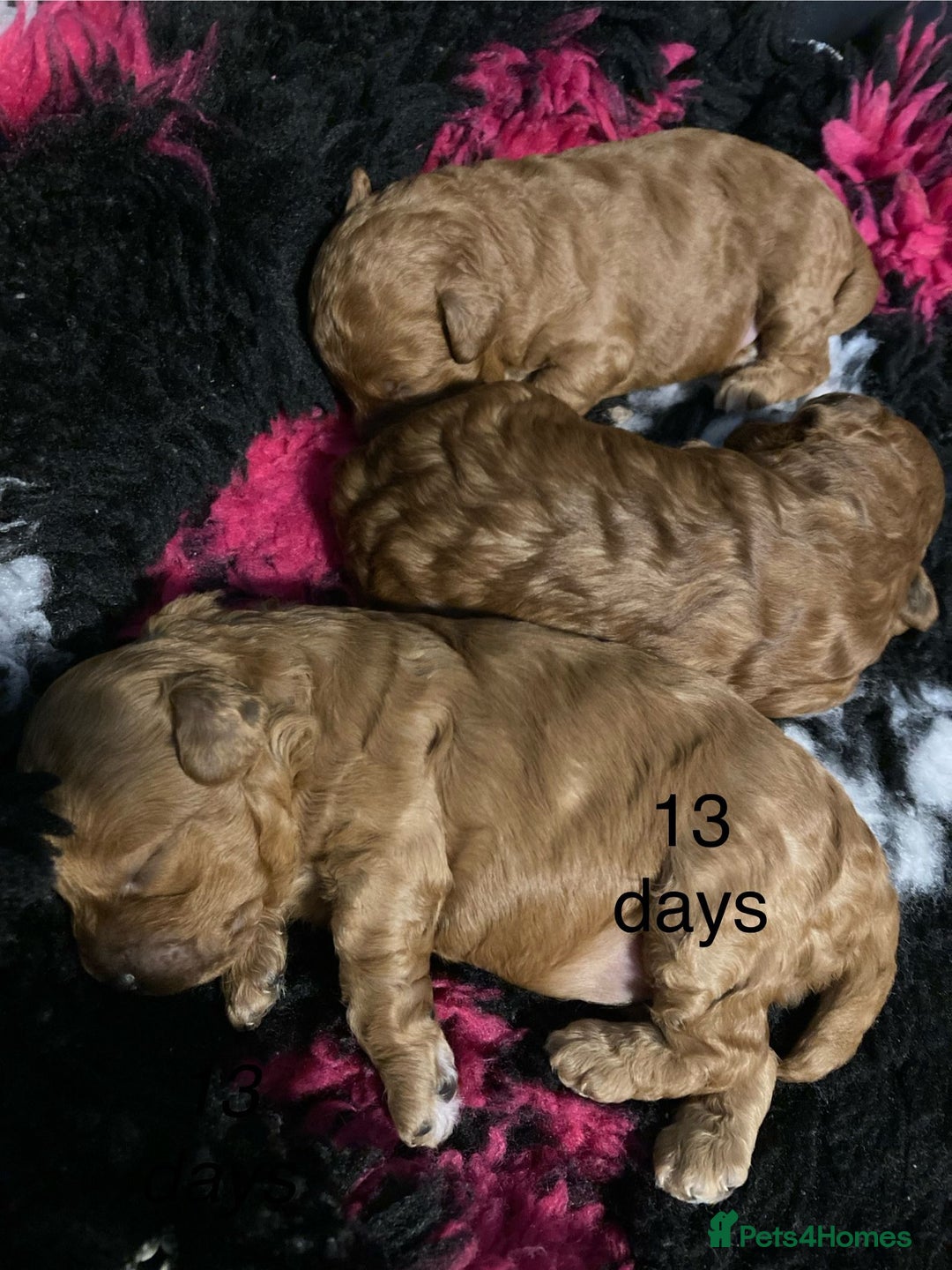 Cockapoo dogs for sale: f1b tiny cockapoo puppies - Image 9