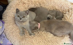 British Shorthair cats for sale: 🌟 Ready now! 🌟Incredible GCCF kittens  - Image 21