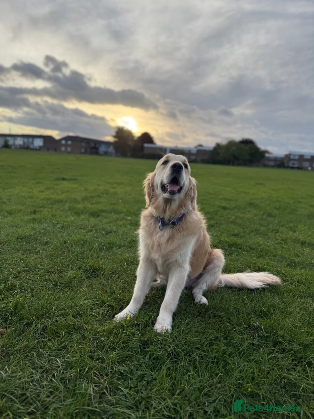 Golden Retriever dogs for sale: Giving up my dog of 4 years Called Teddy  in Colchester - Advert 2