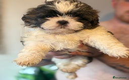 Shih Tzu dogs for sale: 4 Shih tzu girls  - Image 24